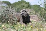 CANE CORSO 330